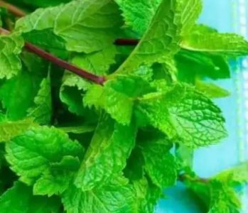 ​薄荷驱蚊还是招蚊子？原理是什么？