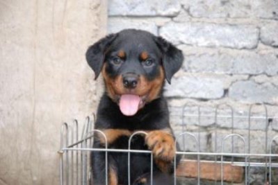 ​小鹿犬平均寿命小鹿犬平均寿命多长时间