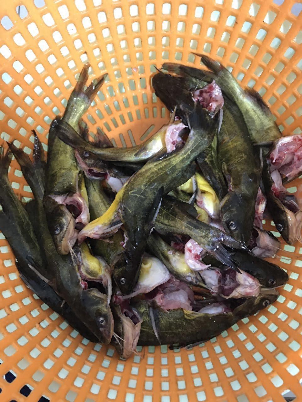 巧媳妇教你做最简单的黄辣丁火锅，色香味俱全，爱吃鱼的快快收藏！