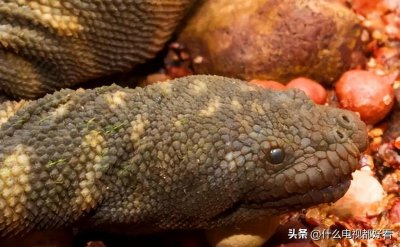 ​普及动物界：教你认识“瘰鳞蛇”（Little wart snake）