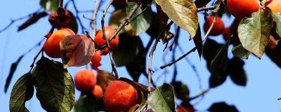 ​冬天的大柿子不能和什么一起吃 冬天的大柿子不能和什么在一起吃