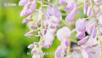 ​紫荆花和紫荆的区别