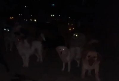 ​四川一流浪狗救助站突然停电，300只狗狗开启“钛合金狗眼”模式