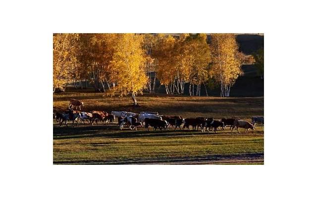 网络上那些情感挽回真的假的