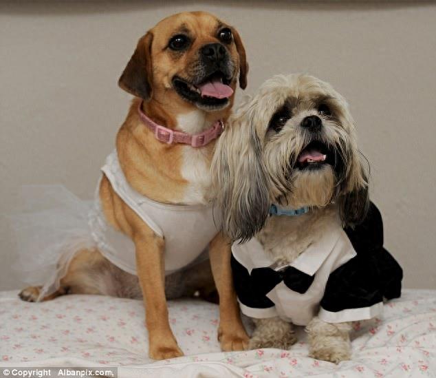 主人为狗狗们办了一场豪华婚礼,感觉活得还不如宠物狗,让我先去一边哭会儿