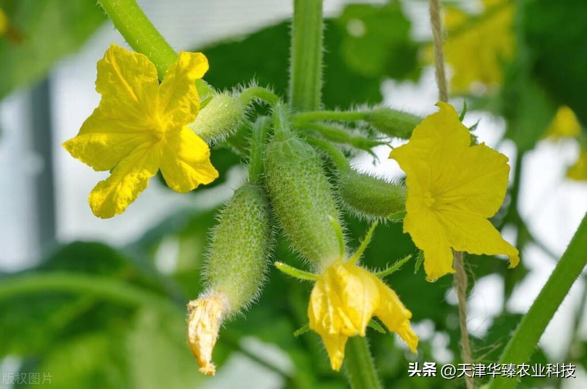 黄瓜什么时候播种(黄瓜什么时候浇水最好)