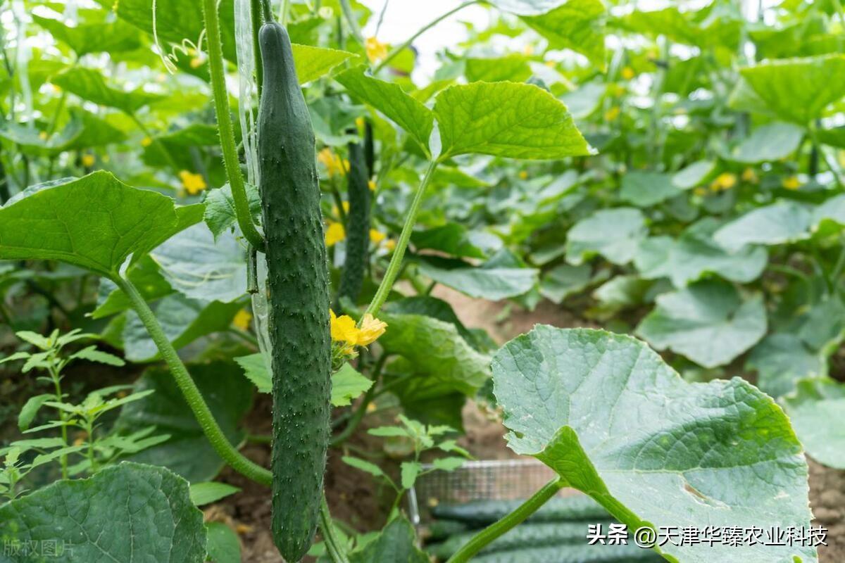 黄瓜什么时候播种(黄瓜什么时候浇水最好)