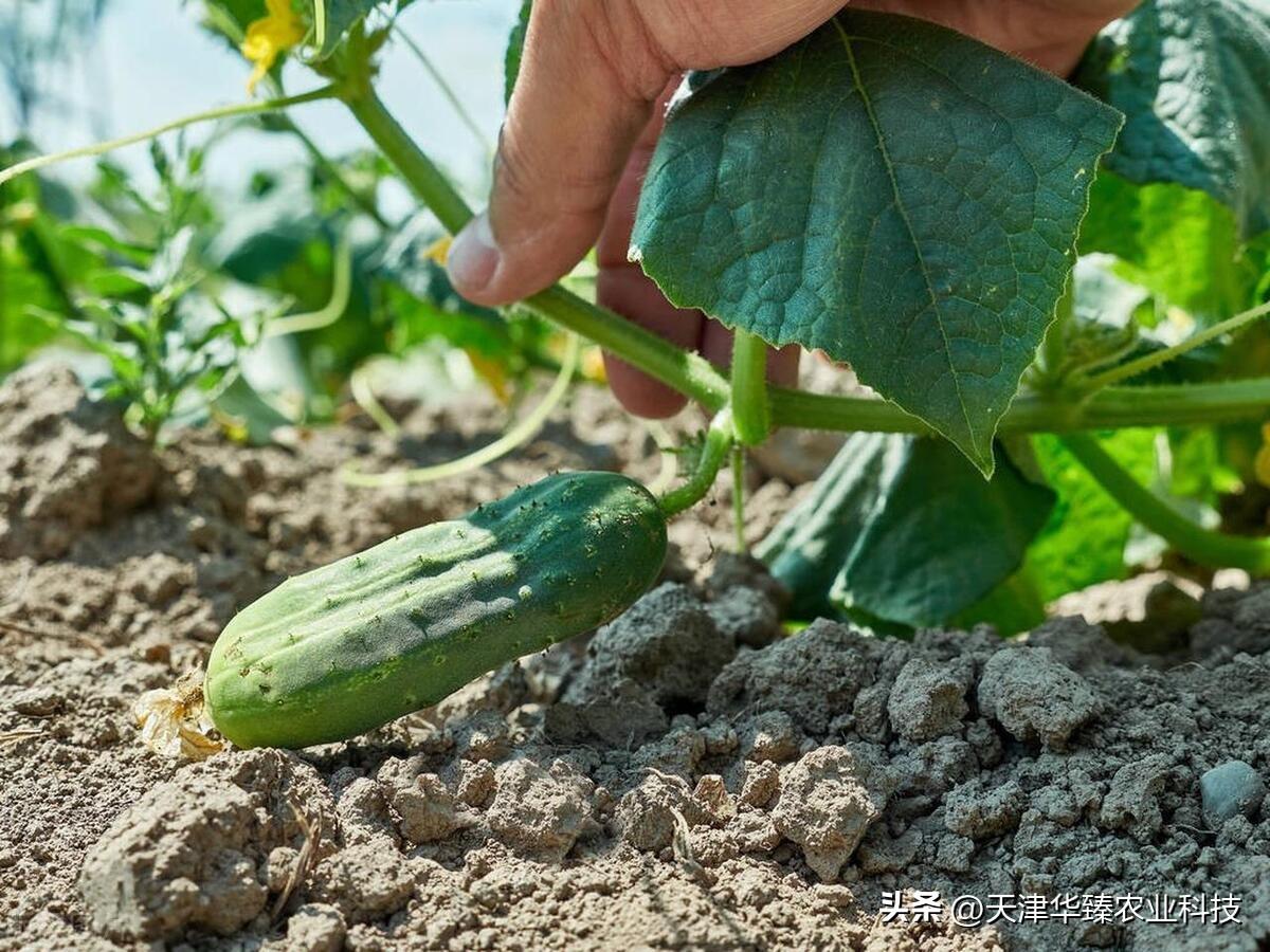 黄瓜什么时候播种(黄瓜什么时候浇水最好)