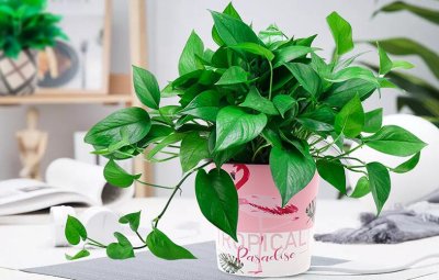 ​绿萝能不能净化空气除甲醛？