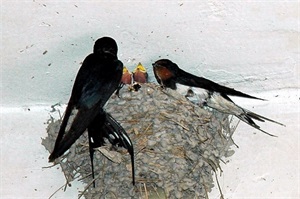 在农村这4种动物是不能招惹,伤害它们会得到报应的