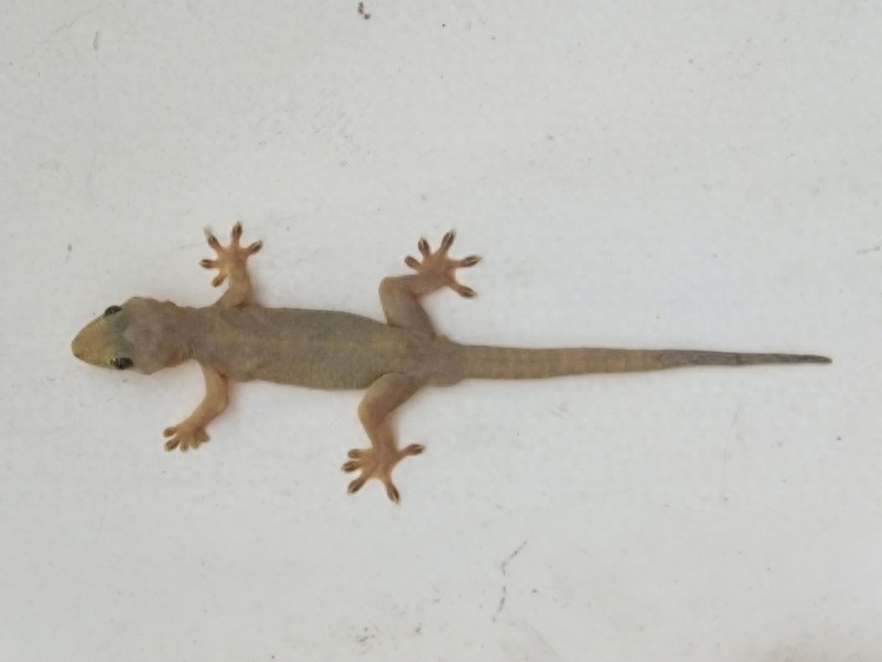 在农村这4种动物是不能招惹,伤害它们会得到报应的