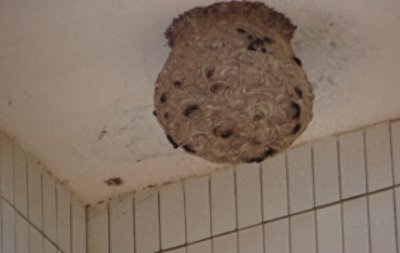 ​在农村这4种动物是不能招惹，伤害它们会得到报应的