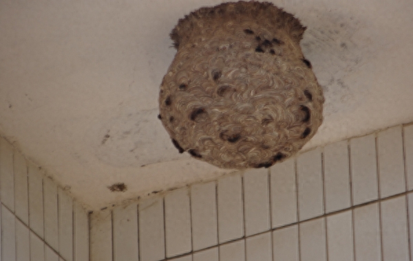 在农村这4种动物是不能招惹,伤害它们会得到报应的