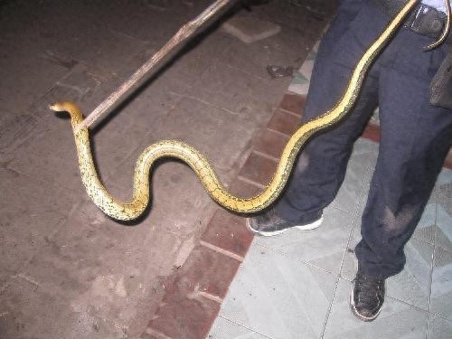 在农村这4种动物是不能招惹,伤害它们会得到报应的