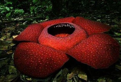 ​有“食人花”之称的大王花真的吃人吗？