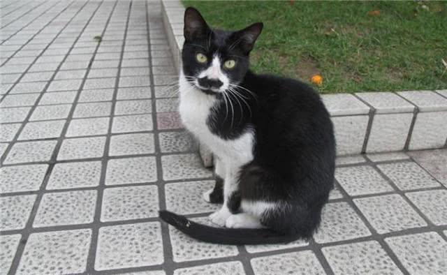 有着猫中二哈“美称”牛奶猫，不只是特别闹腾，几乎没人管得了