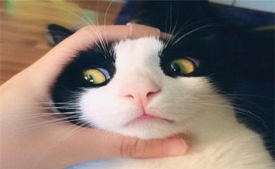 ​有着猫中二哈“美称”牛奶猫，不只是特别闹腾，几乎没人管得了