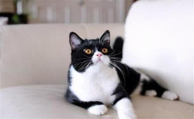 有着猫中二哈“美称”牛奶猫，不只是特别闹腾，几乎没人管得了