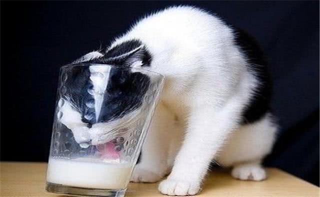 有着猫中二哈“美称”牛奶猫，不只是特别闹腾，几乎没人管得了