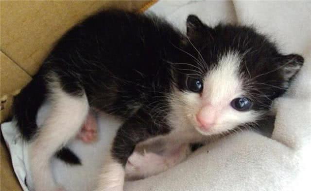 有着猫中二哈“美称”牛奶猫，不只是特别闹腾，几乎没人管得了