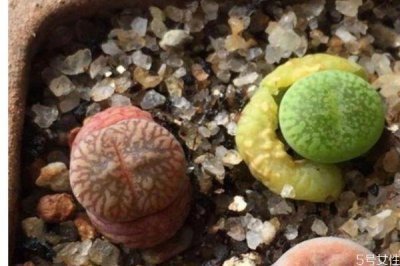 ​什么是生石花呢 生石花有什么作用呢