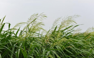 ​“细理游子绪，菰米似故乡。”出处是哪里 菰的读音是什么