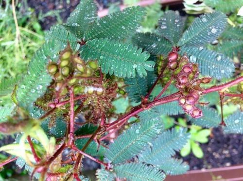 含羞草的特点与外貌描写(含羞草的特点写一段话)-第1张图片-