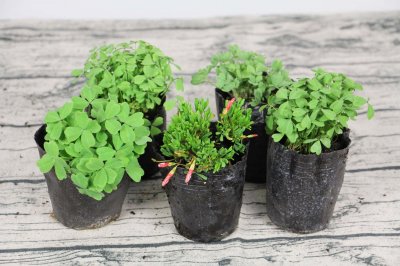 ​酢浆草的养殖方法和注意事项大全