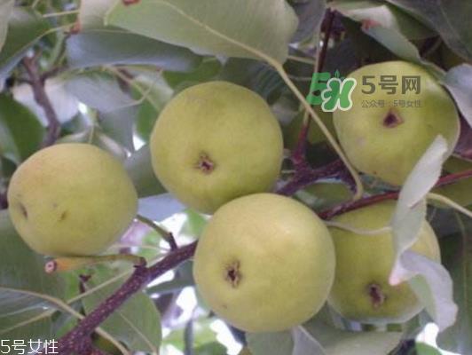 沙梨怎么做才好吃？沙梨的热量