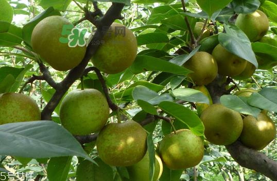 沙梨怎么做才好吃？沙梨的热量