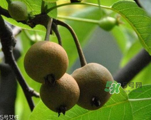 沙梨怎么做才好吃？沙梨的热量