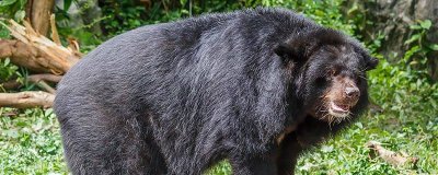 ​狗熊的脚印像什么 狗熊的脚印像什么