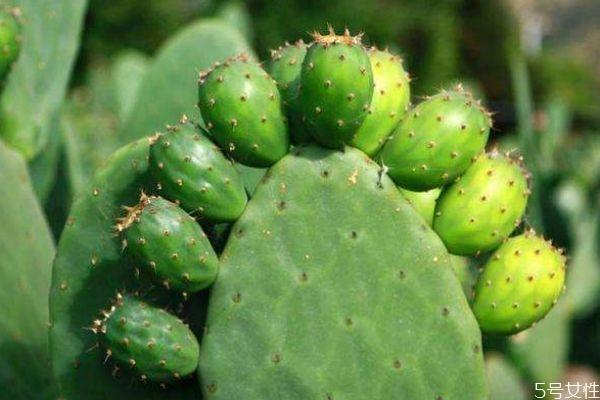 仙人掌可以净化空气吗 仙人掌的生长环境是怎么样的呢