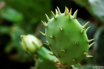 ​仙人掌可以净化空气吗 仙人掌的生长环境是怎么样的呢