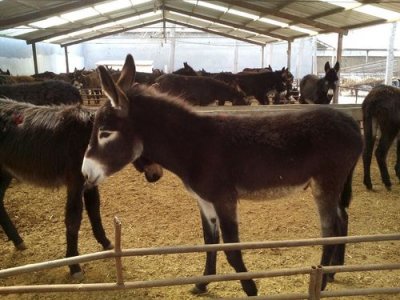 ​养驴10种方法（养驴技术指南）