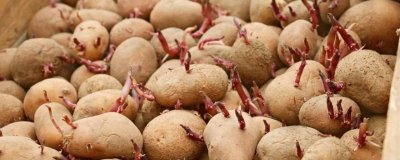 ​发了芽的土豆把芽去掉可以吃吗 发芽了的土豆把芽去掉还能吃吗有毒吗