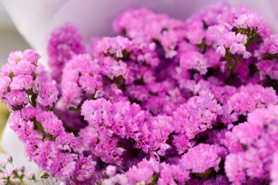 ​勿忘我春天可以种吗