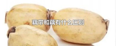 ​藕带和藕有什么区别 藕带和藕有什么区别图片