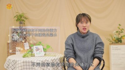 ​其他植物的传播方式有哪些 松树植物的传播方式有哪些