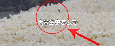 ​大米生虫怎么办