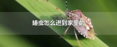 ​蝽虫怎么进到家里的