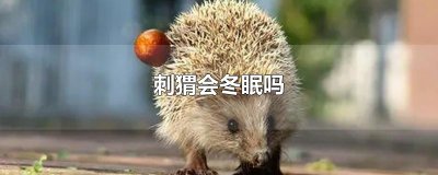 ​刺猬会冬眠吗