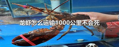 ​龙虾怎么运输1000公里不会死