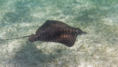 ​魔鬼鱼有毒吗