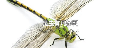 ​昆虫有几条腿