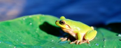 ​青蛙的特点和本领