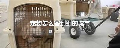​宠物怎么寄到别的城市