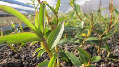 ​石斛的分类有 石斛的分类与作用