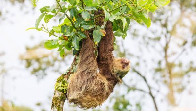 ​树獭和树懒的区别 树懒和树獭区别