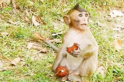 ​彪子是什么意思